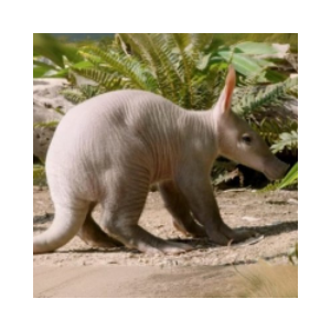 Baby Aardvark