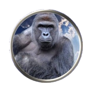 Harambe on Solana