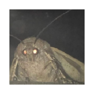 MOTH