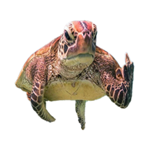 Terry The Disgruntled Turtle